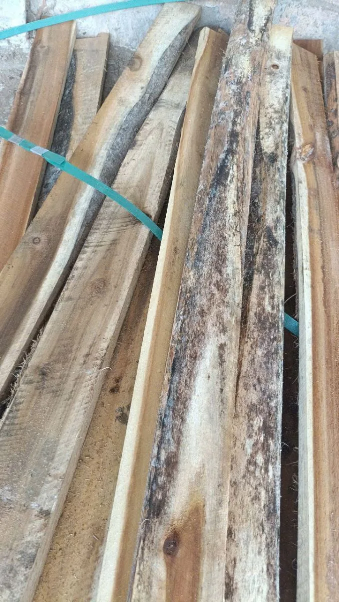 Mùa mưa và nguy cơ pallet gỗ, bao bì gỗ bị nấm mốc xâm nhập (Phần 1)